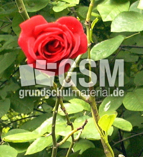 Rose-6.jpg